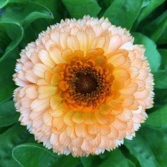 Katmerli Pembe Calendula Aynısefa Çiçeği Tohumu -50 Adet