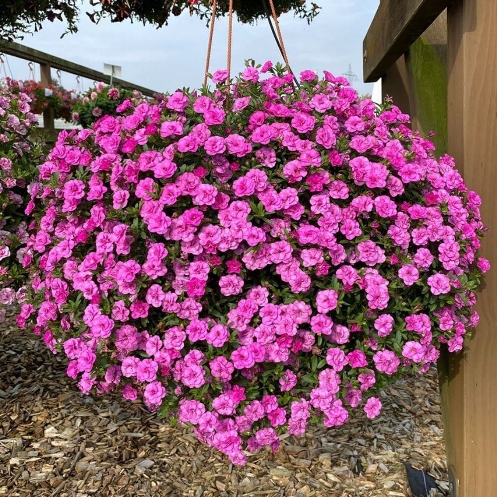 Calita Katmerli Double Rosy Calibrochoa Çiçeği Fidesi (1 Adet)