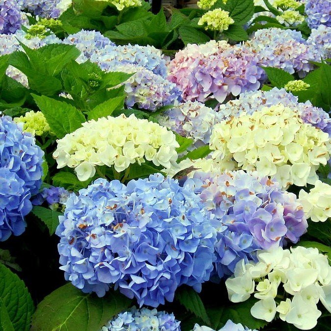 Büyük Çiçekli Karışık Renk Tüplü Ortanca Çiçeği Fidanı (4 Adet)