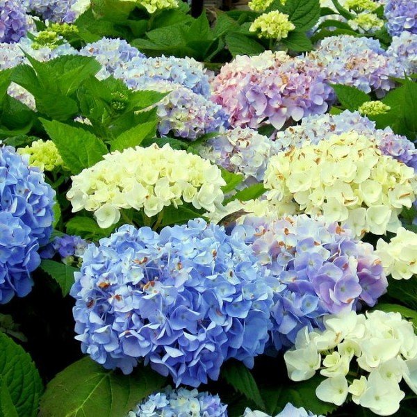 Büyük Çiçekli Karışık Renk Tüplü Ortanca Çiçeği Fidanı (4 Adet)