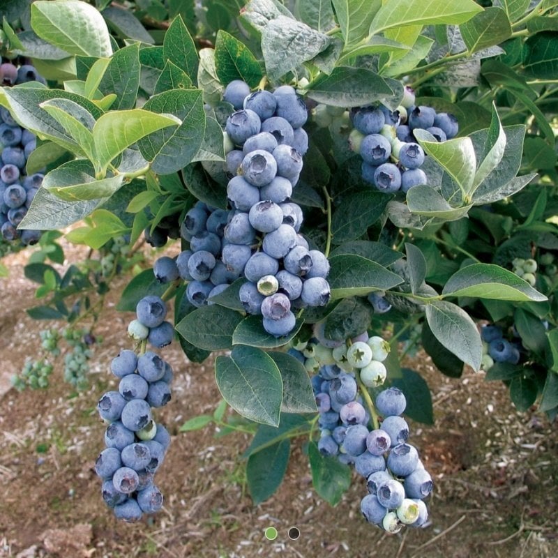 Özel Üretim Duke Yaban Mersini Fidesi (5-15 cm 3 Adet)