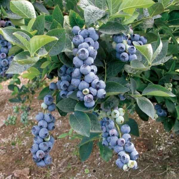 Özel Üretim Duke Yaban Mersini Fidesi (5-15 cm 10 Adet)