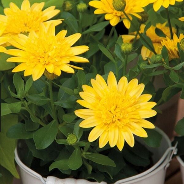 Çok Yıllık Erato Double Yellow Katmerli Bodrum Papatyası Çiçeği Fidesi (1 Adet)