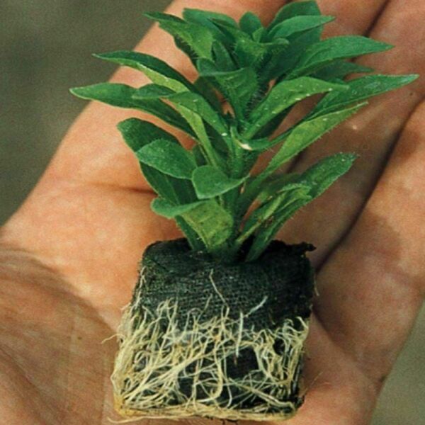 İri Çiçekli Sarkıcı Sarkan Surfinia Blue Petunya Çiçeği Fidesi (1 Adet Fide)