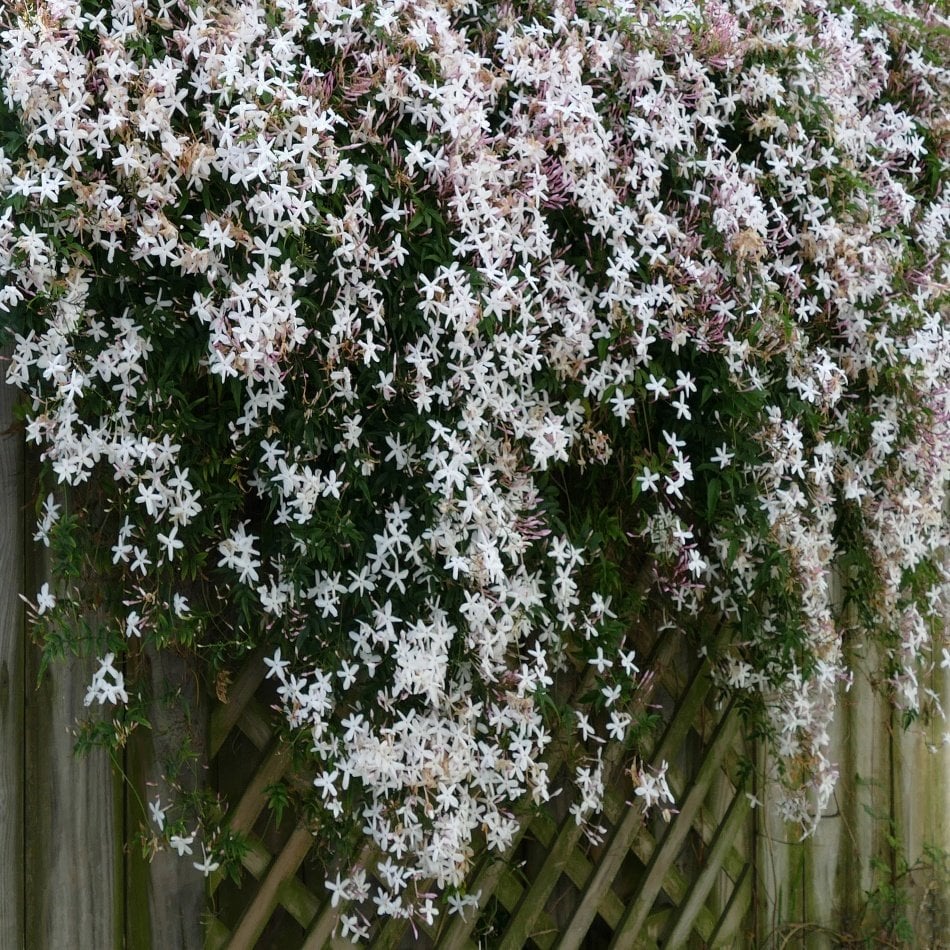 Tüplü Kokulu Jasminum Arap Yasemin Fidanı