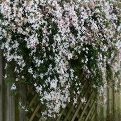Tüplü Kokulu Jasminum Arap Yasemin Fidanı