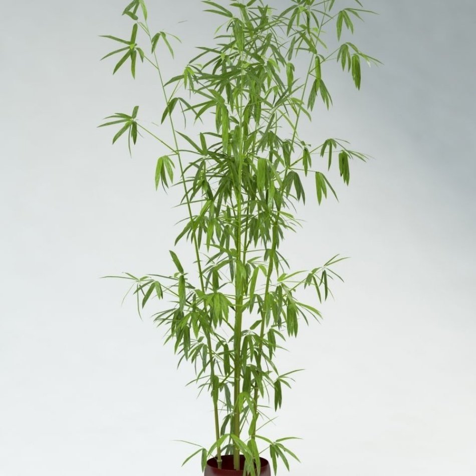 Tüplü Bambu Fidanı 90-120 cm