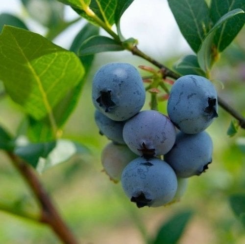 Özel Üretim Brigitta Yaban Mersini Fidesi (5-15 cm 10 Adet)