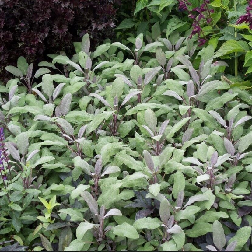 Mandala Purpur Adaçayı Fidesi (2 Adet )