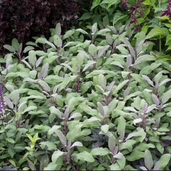 Mandala Purpur Adaçayı Fidesi (2 Adet )