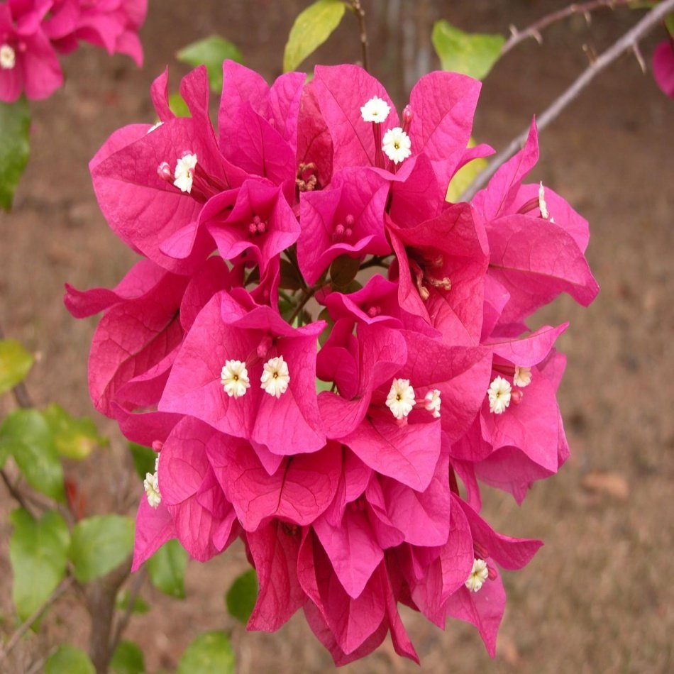 Tüplü Bougainvillea Pembe Begonvil Fidanı