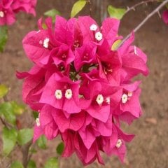 Tüplü Bougainvillea Pembe Begonvil Fidanı