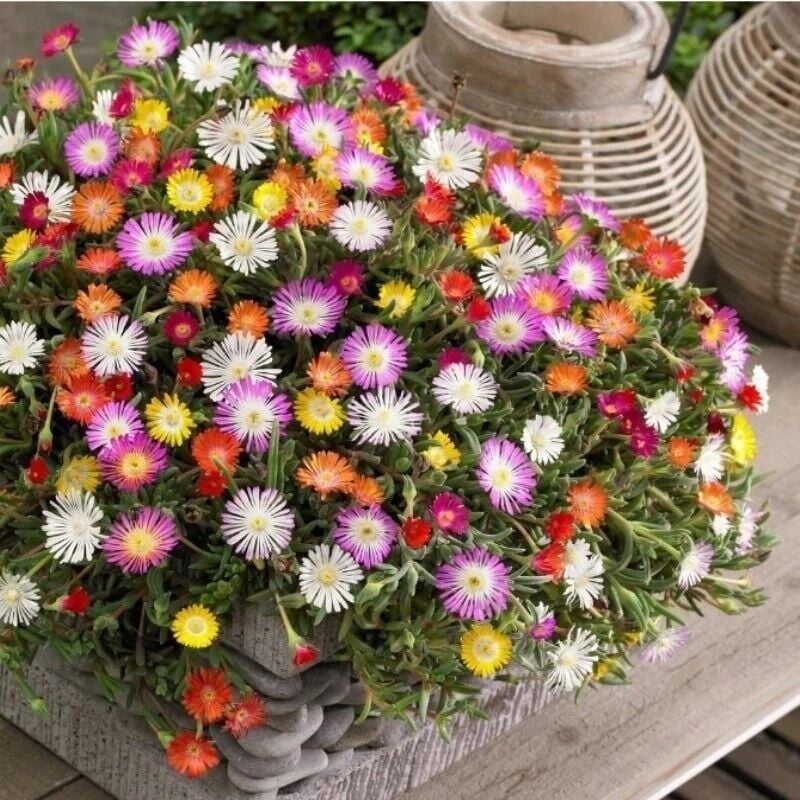 Pastel Renkler Yayılıcı Sarkıcı Delasporma Mixed Buz Çiçeği Fidesi (5 Adet)