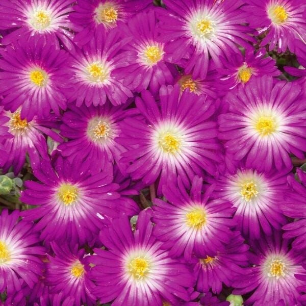 Yayılıcı Sarkıcı Delasporma Purple Buz Çiçeği Fidesi (2 Adet)