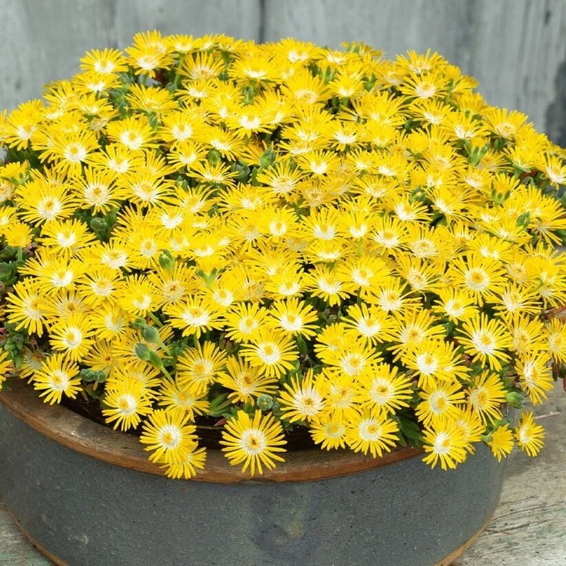 Yayılıcı Sarkıcı Delasporma Yellow Buz Çiçeği Fidesi (2 Adet)