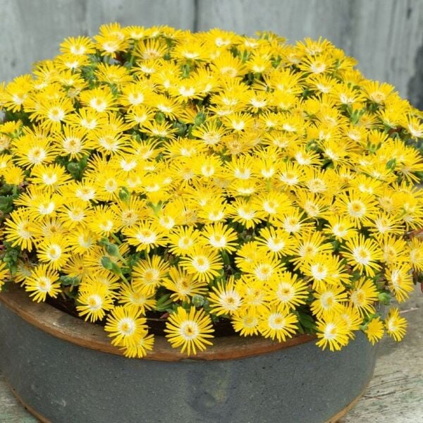 Yayılıcı Sarkıcı Delasporma Yellow Buz Çiçeği Fidesi (2 Adet)