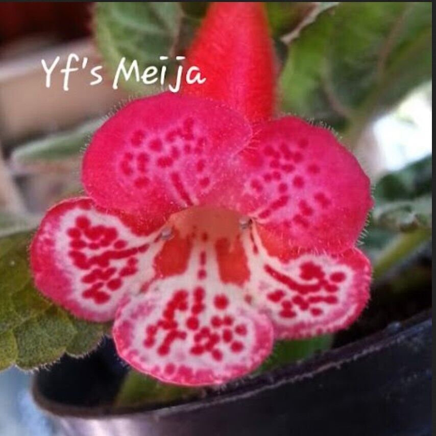 Özel Çeşit Yf's Meija Kohleria Japon Küpelisi Çiçeği Fidesi (Mini Potta)