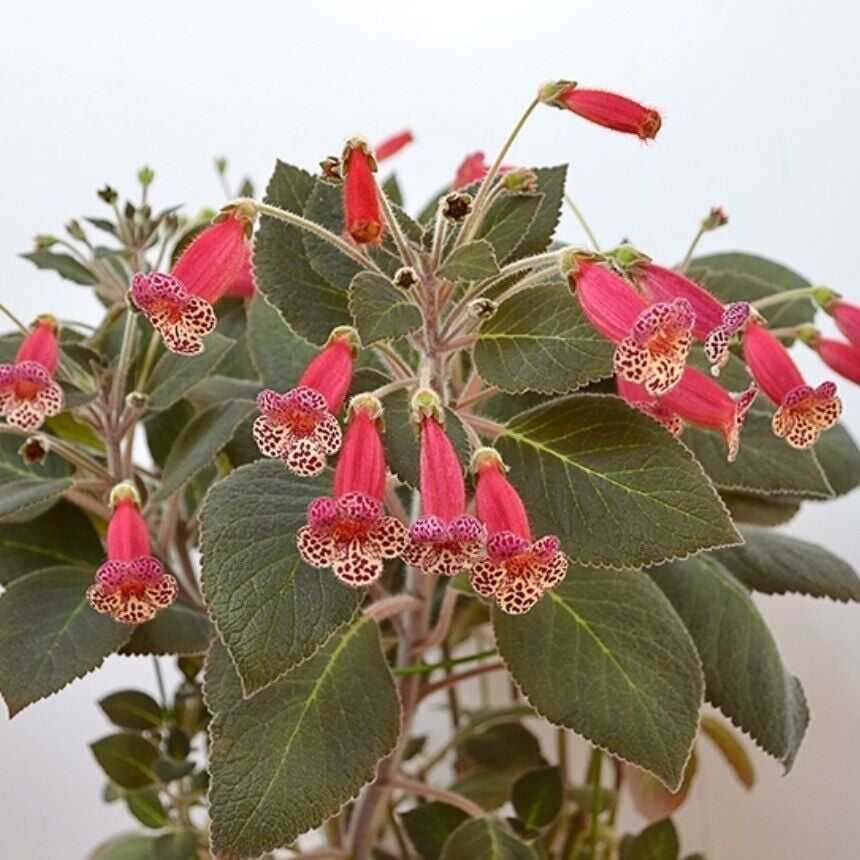 Özel Çeşit Brimstone Kohleria Japon Küpelisi Çiçeği Fidesi (Mini Potta)