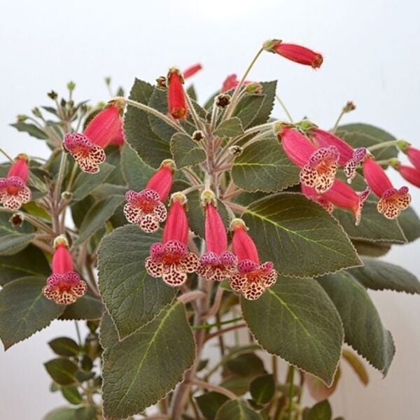 Özel Çeşit Brimstone Kohleria Japon Küpelisi Çiçeği Fidesi (Mini Potta)