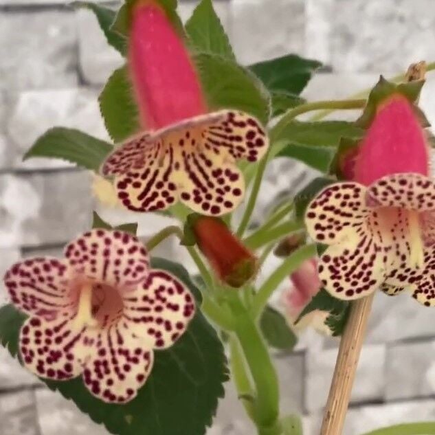 Özel Çeşit Rf's 3 Kohleria Çiçeği Fidesi Kohleria Japon Küpelisi Çiçeği Fidesi (Mini Potta)