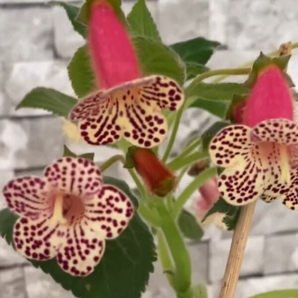 Özel Çeşit Rf's 3 Kohleria Çiçeği Fidesi Kohleria Japon Küpelisi Çiçeği Fidesi (Mini Potta)