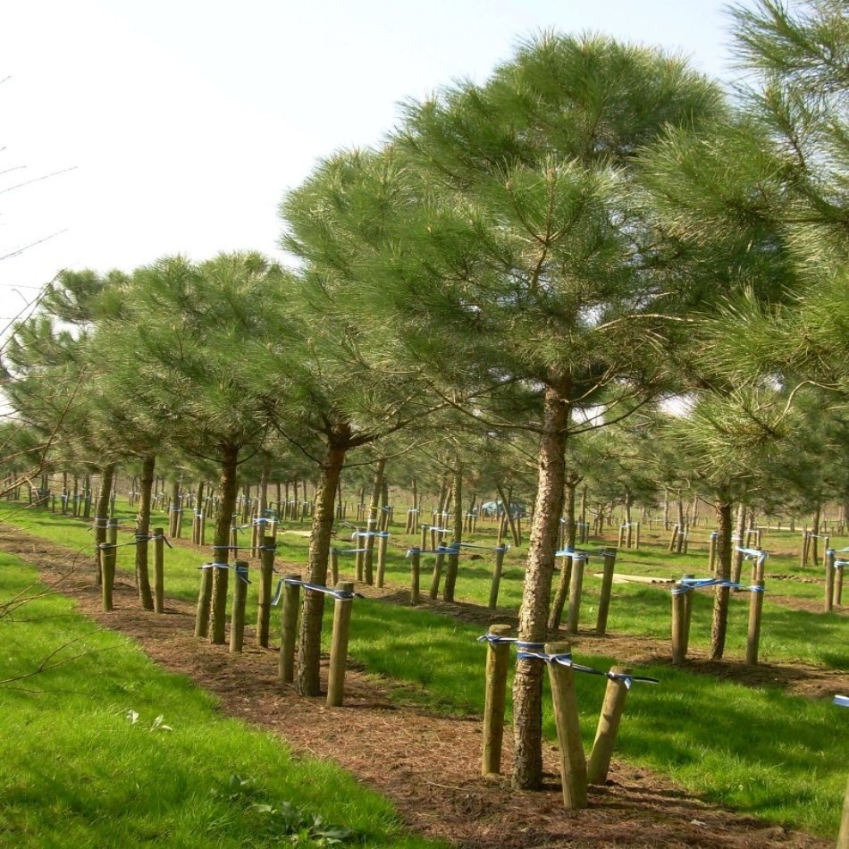 Tüplü Pinus Pinea Fıstık Çamı Fidanı (100-150 cm)