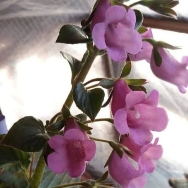 Özel Çeşit X Gloximannia Arion Kohleria Çiçeği Fidesi Kohleria Japon Küpelisi Çiçeği Fidesi (Mini Potta)