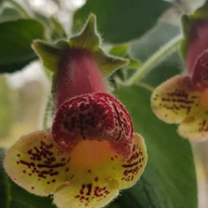 Özel Çeşit Yf's Kitty Kohleria Japon Küpelisi Çiçeği Fidesi (Mini Potta)