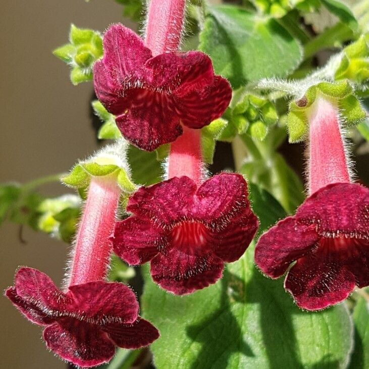 Özel Çeşit Ni's Miilred Kohleria Çiçeği Fidesii (Mini Potta)