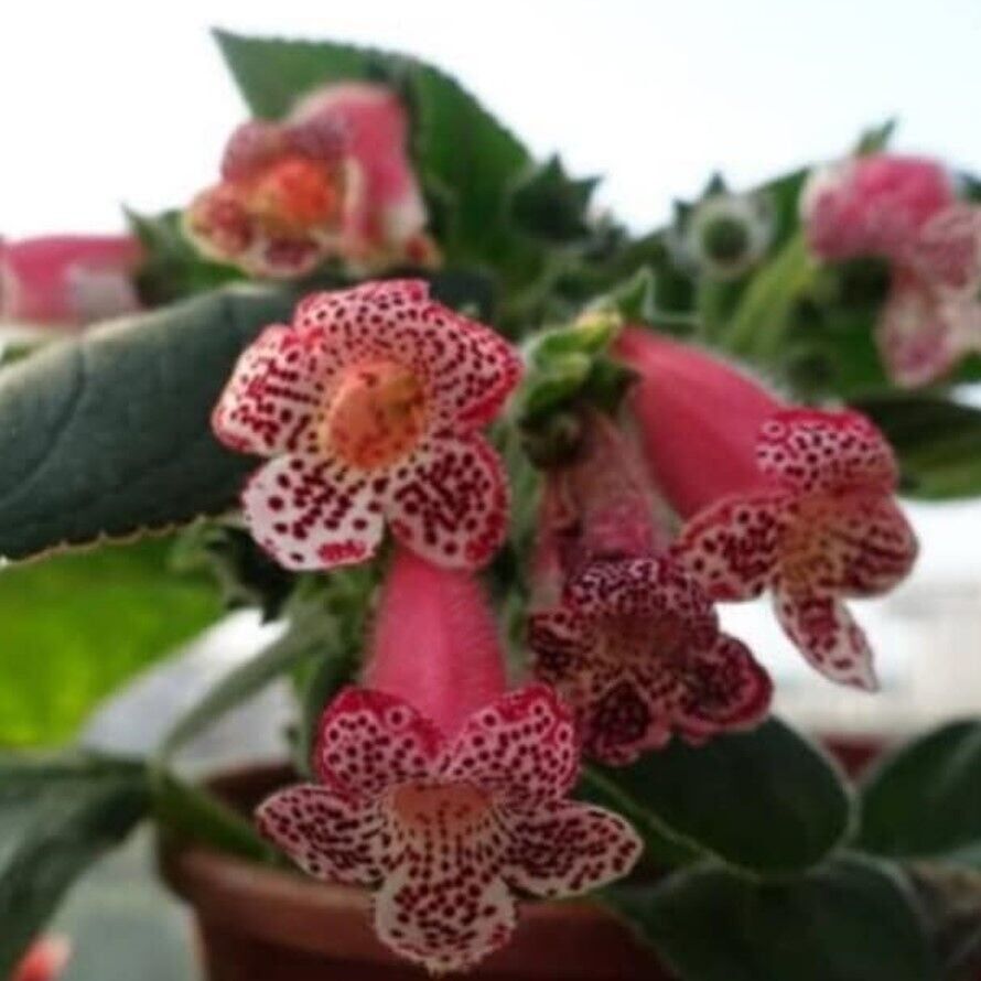 Özel Çeşit Lys Freckles Beauty Kohleria Çiçeği Fidesii (Mini Potta)
