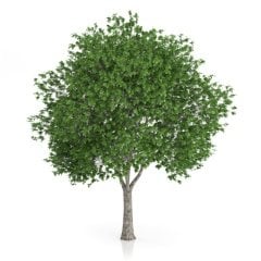 Tüplü Platanaceae Çınar Ağacı Fidanı
