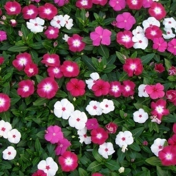 Vinca Major Mixed Cezayir Menekşesi Çiçeği Fidesi (3 Adet)