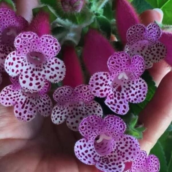 Özel Çeşit Bts Maggie Kohleria Japon Küpelisi Çiçeği Fidesi (Mini Potta)