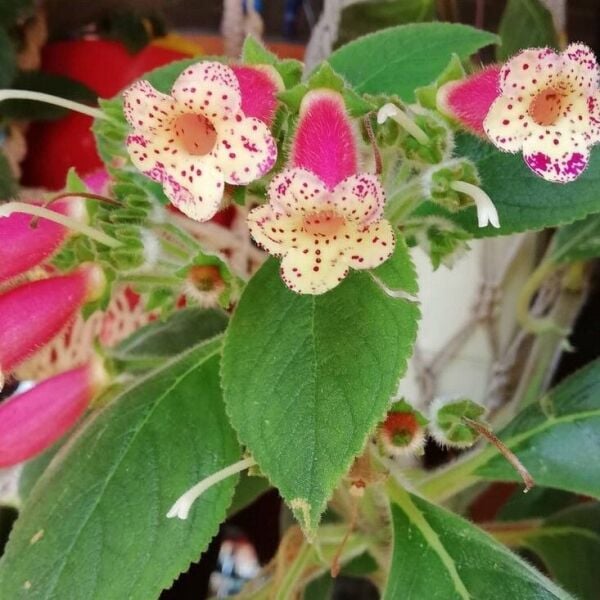 Özel Çeşit Yf's Lysia Kohleria Japon Küpelisi Çiçeği Fidesi (Mini Potta)