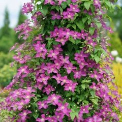 Tüplü Orman Asması Pink Beauty Clematis Fidanı(1 Kök)