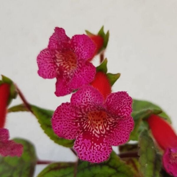 Özel Çeşit Yf's Liv Kohleria Japon Küpelisi Çiçeği Fidesi (Mini Potta)