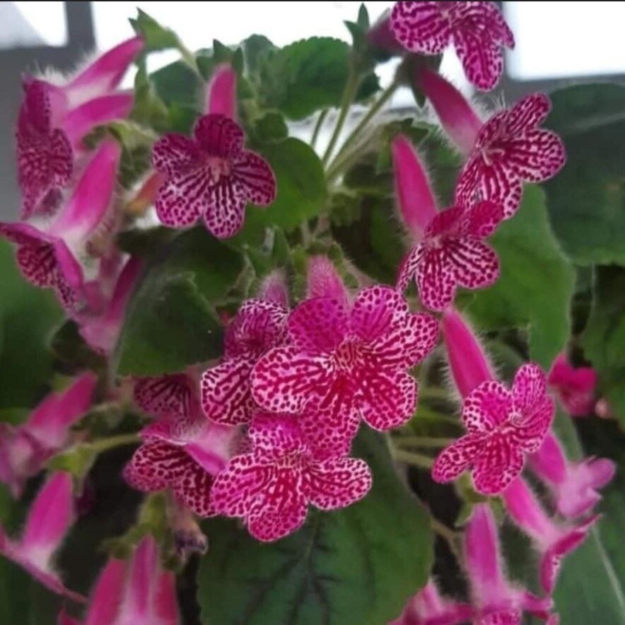 Özel Çeşit Rongo Kohleria Japon Küpelisi Çiçeği Fidesi (Mini Potta)