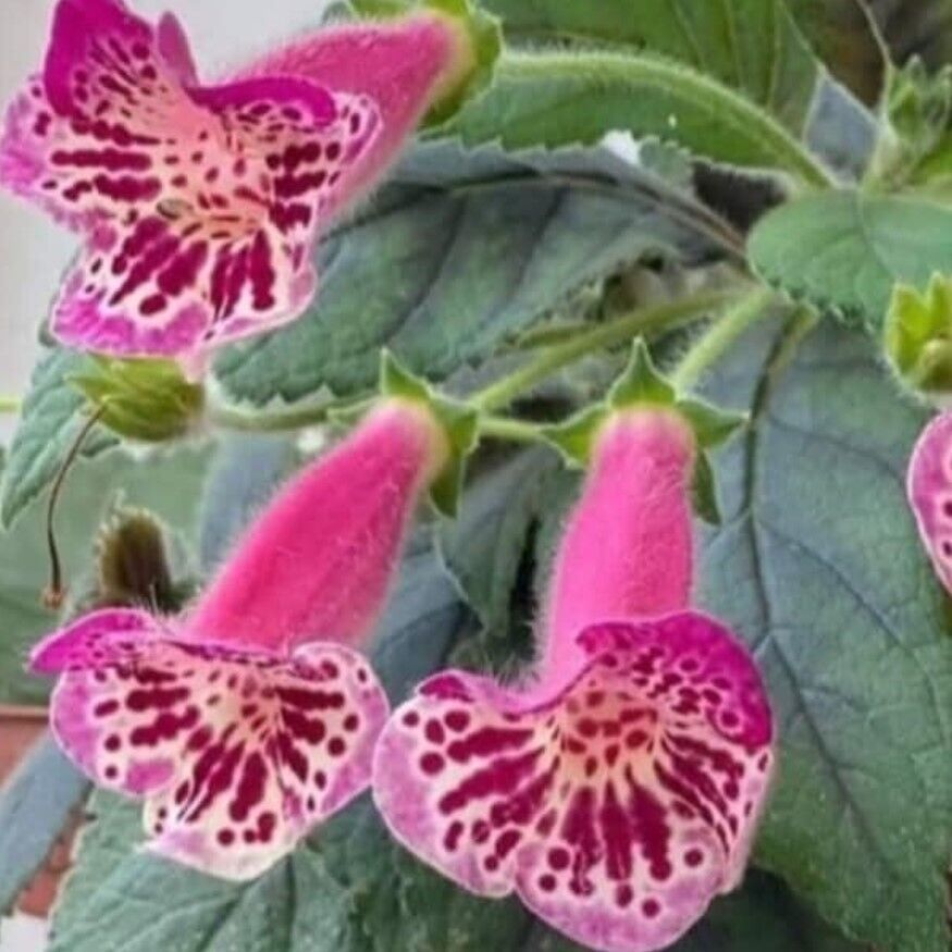 Özel Çeşit Yf's Dance Kohleria Japon Küpelisi Çiçeği Fidesi (Mini Potta)