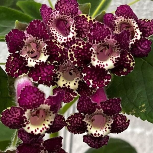 Rt's Blue Red Kohleria Japon Küpelisi Çiçeği Fidesi (Mini Potta)