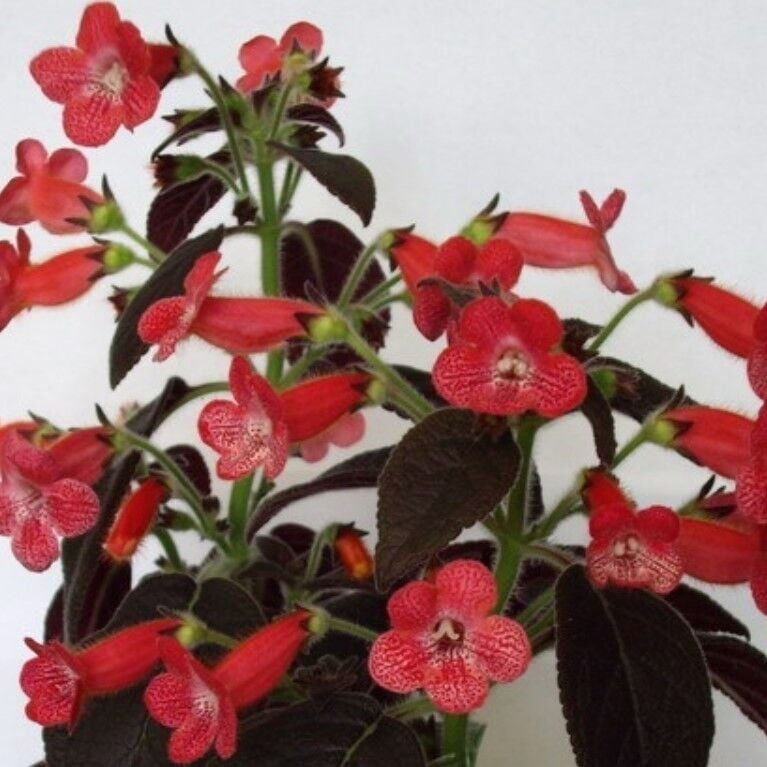 Özel Çeşit Dark Shadow Kohleria Japon Küpelisi Çiçeği Fidesi (Mini Potta)