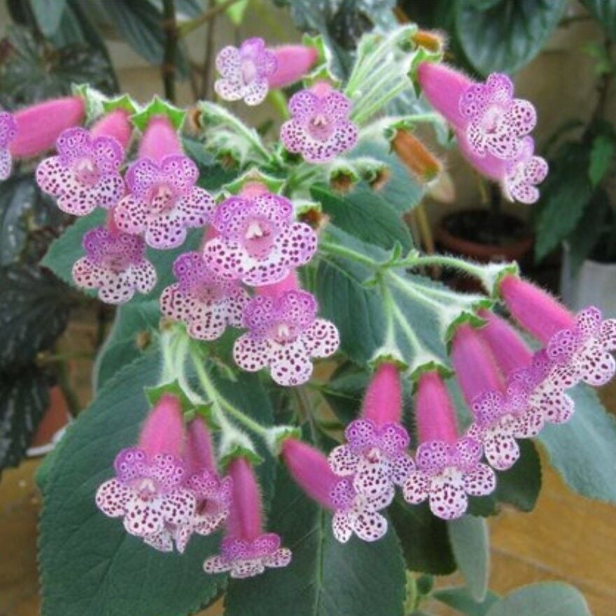 Özel Çeşit Thads Uncle Ron Kohleria Japon Küpelisi Çiçeği Fidesi (Mini Potta)