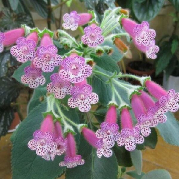 Özel Çeşit Thads Uncle Ron Kohleria Japon Küpelisi Çiçeği Fidesi (Mini Potta)