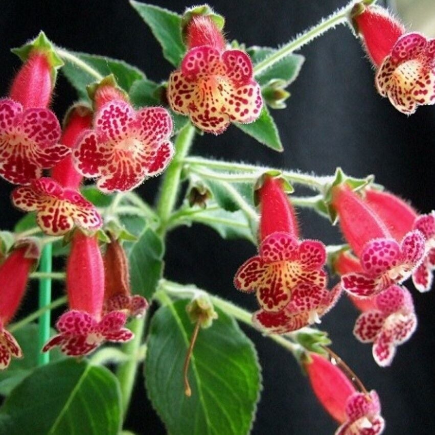 Özel Çeşit Lucifer Kohleria Japon Küpelisi Çiçeği Fidesi (Mini Potta(Kopya)