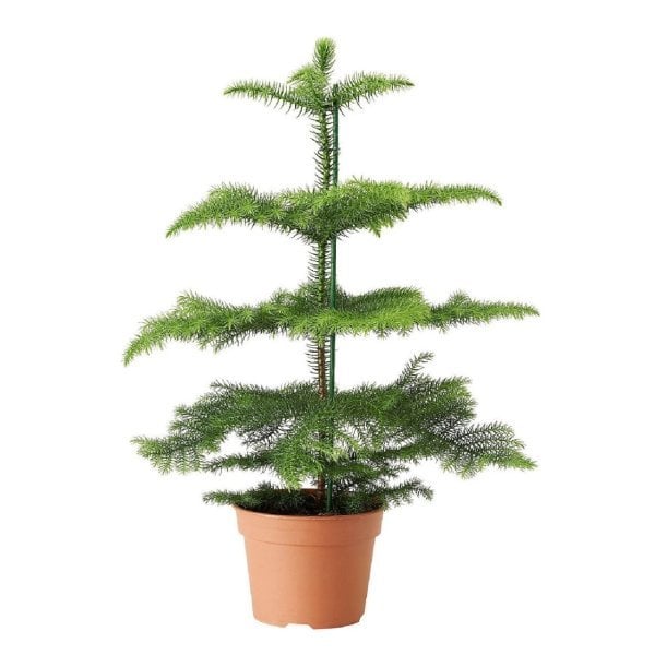Arakorya (Aracuaria) Salon Çamı Süs Bitkisi
