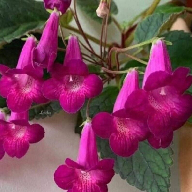 Özel Çeşit X Smithicodonia Joy Kohleria Japon Küpelisi Çiçeği Fidesi (Mini Potta