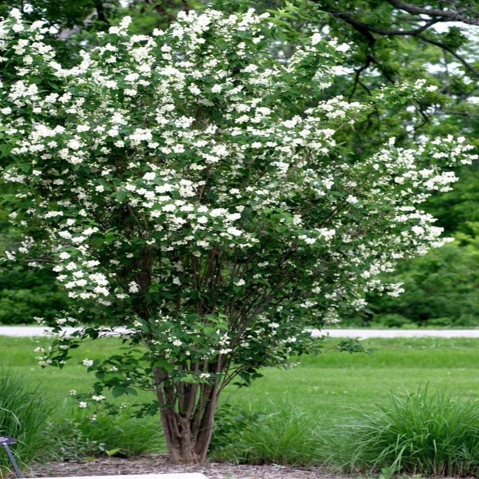 Tüplü Philadelphus Filbahri Fidanı