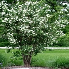 Tüplü Philadelphus Filbahri Fidanı