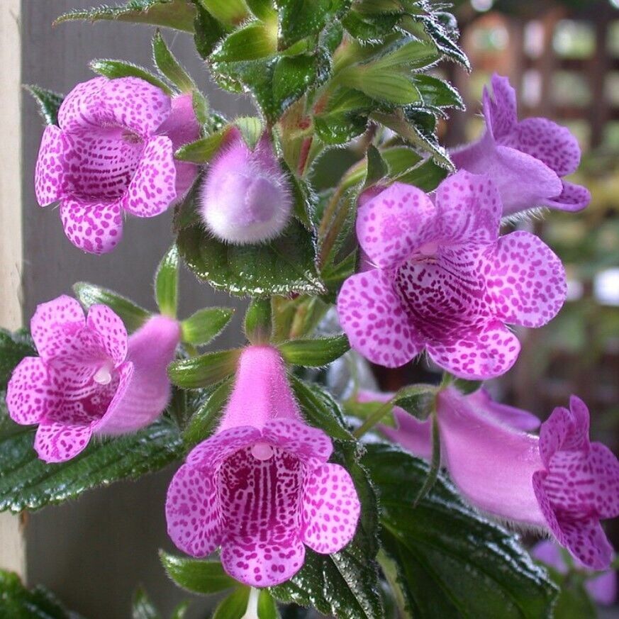 Özel Çeşit X Gloximannia She Dancing Kohleria Çiçeği Fidesi Kohleria Japon Küpelisi Çiçeği Fidesi (Mini Potta)