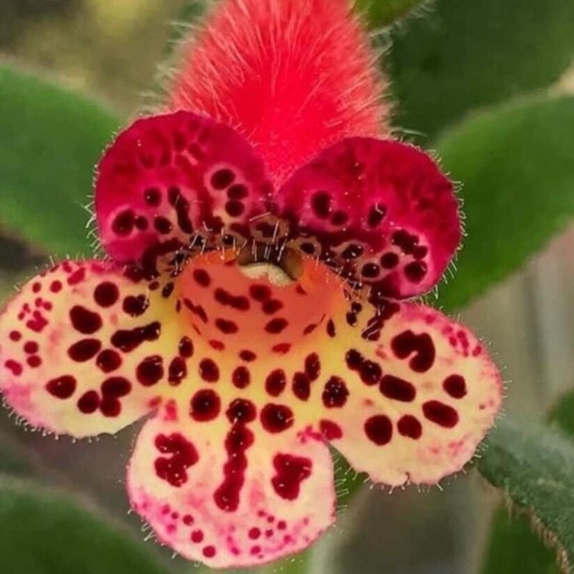 Özel Çeşit Srg's Black Jack Kohleria Japon Küpelisi Çiçeği Fidesi (Mini Potta)