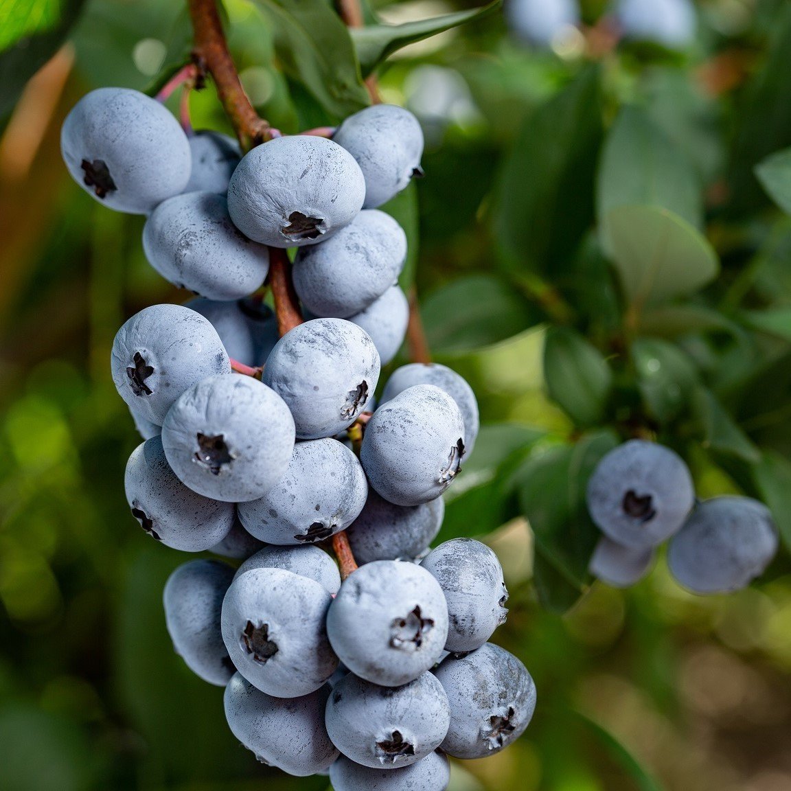 Tüplü Aromalı Bluejay Yaban Mersini Fidanı